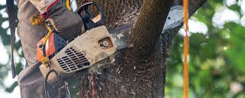How Our Tree Care Process Works  in  Trumbull Center, CT
