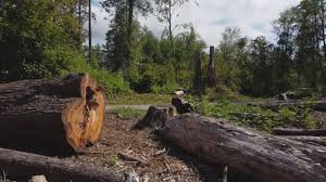 Reliable Trumbull Center, CT Tree Care Solutions