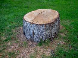 Tree and Shrub Care in Trumbull Center, CT